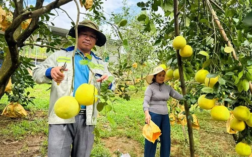 Bưởi Việt Nam đã rộng cửa vào thị trường Australia