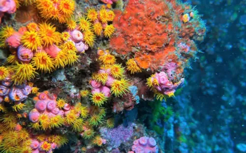 Khám phá vẻ đẹp rực rỡ của rạn san hô Việt Nam dưới lòng đại dương