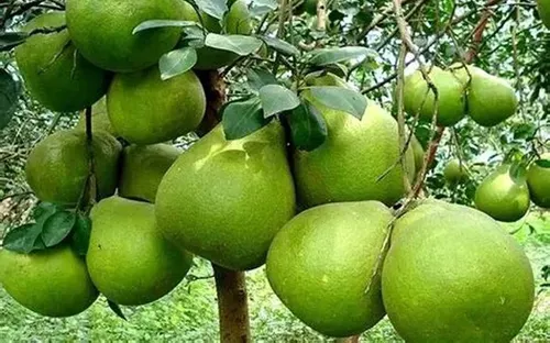 Lô bưởi tươi đầu tiên Việt Nam chính thức cập cảng Australia: Dấu mốc chiến lược của nông sản Việt