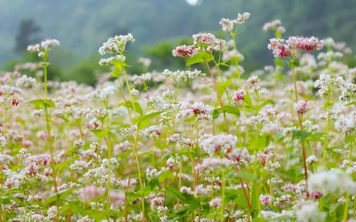 Hoa tam giác mạch nở trái mùa ở Phố Bảng: Vẻ đẹp lặng lẽ giữa cực Bắc