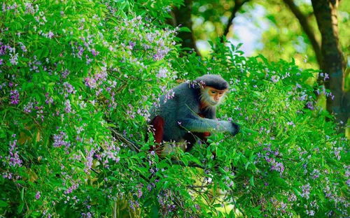 Sơn Trà vào mùa hoa: Bức tranh thiên nhiên rực rỡ hút du khách săn khoảnh khắc hiếm