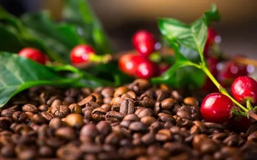 Bản tin nông sản hôm nay (25-4): Giá cà phê tiếp đà tăng mạnh