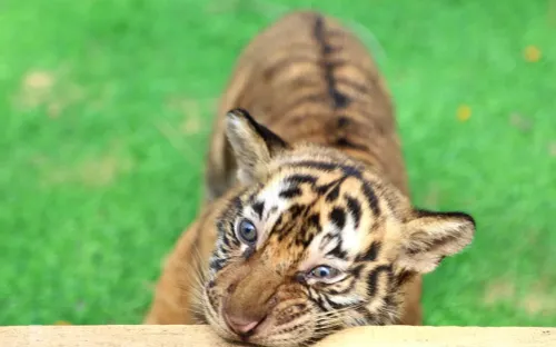 Khách đổ về vườn thú ở Quy Nhơn xem ba hổ con Bengal mới sinh