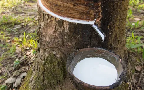 Xuất khẩu cao su xoay trục, giảm dần phụ thuộc vào thị trường Trung Quốc