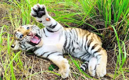 Ba hổ Bengal chào đời tại FLC Zoo Safari Park Quy Nhơn, tổng đàn hổ tăng lên 11 cá thể