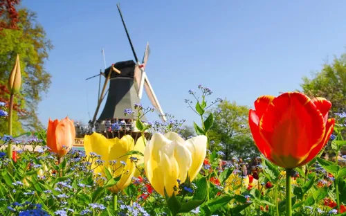 Ghé thăm Keukenhof – Ghé thăm Keukenhof được mệnh danh đẹp nhất thế giới