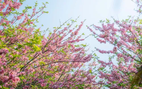 Vườn hoa anh đào đang gây sốt ở Sa Đéc