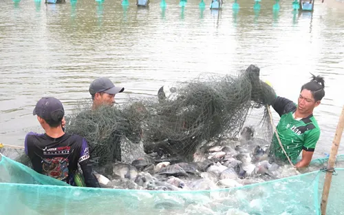 Xuất khẩu cá rô phi vào đà tăng xuất khẩu nhưng năng suất nuôi chưa theo kịp
