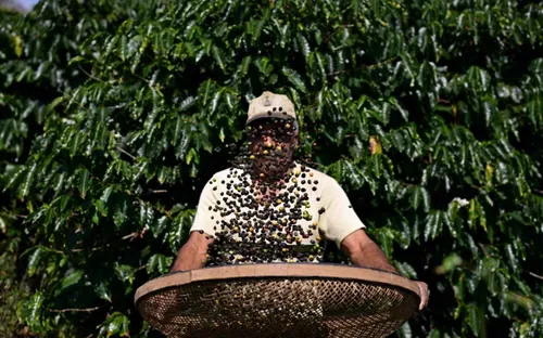 Nguồn cung dồi dào gây áp lực lên giá cà phê