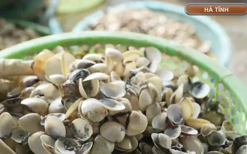 Hà Tĩnh: Hàng trăm tấn ngao chết hàng loạt