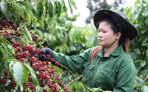 Bản tin nông sản hôm nay (29-4): Giá cà phê giảm nhẹ