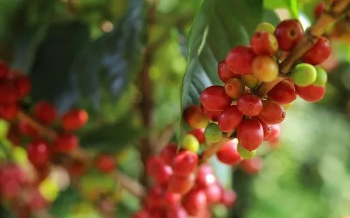 Bản tin nông sản hôm nay (1-5): Giá hồ tiêu tăng mạnh