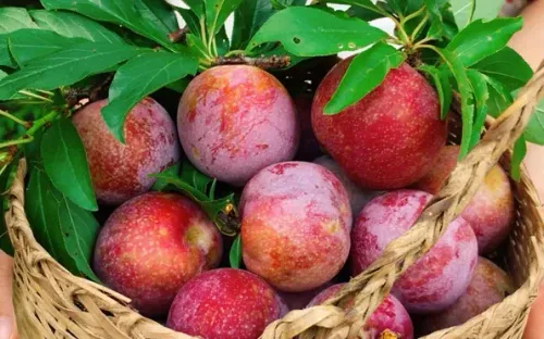 Ăn mận đúng cách: Lợi ích nhiều nhưng có nhóm người cần tránh