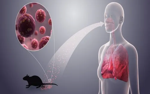 WHO ghi nhận chùm ca nghi nhiễm virus Hanta trên tàu du lịch, Việt Nam chưa có ca bệnh