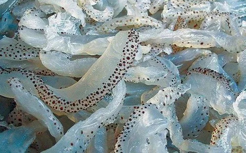 Ăn sứa đúng cách để tránh ngộ độc và phản ứng nguy hiểm