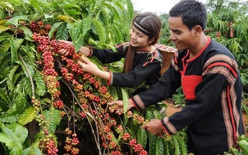 Bản tin nông sản hôm nay (6-5): Giá cà phê đi ngang, hồ tiêu giảm nhẹ