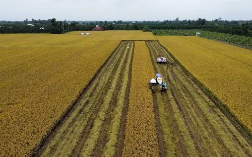 ‘Mở cửa’ xuất khẩu gạo như Thái Lan, có được không?