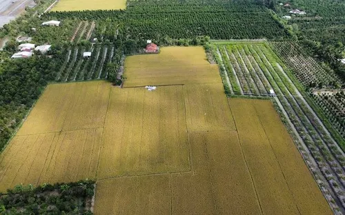 Nhiều địa phương ĐBSCL muốn giảm dần ‘lệ thuộc’ vào cây lúa