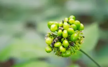 Tăng cường hợp tác, phát triển vùng trồng Sâm Ngọc
Linh: Hiện thực hóa mục tiêu Trung tâm dược liệu
Quốc gia