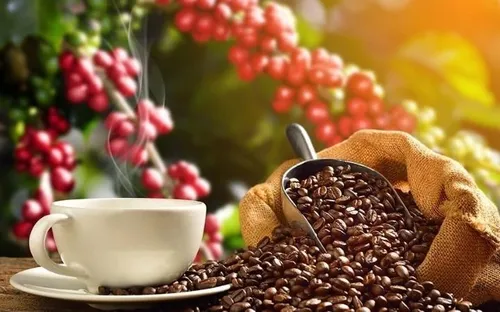 Bản tin nông sản hôm nay (8-5): Giá cà phê tiếp tục tăng