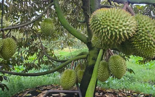 Sầu riêng rớt giá, lộ khoảng trống phát triển nóng