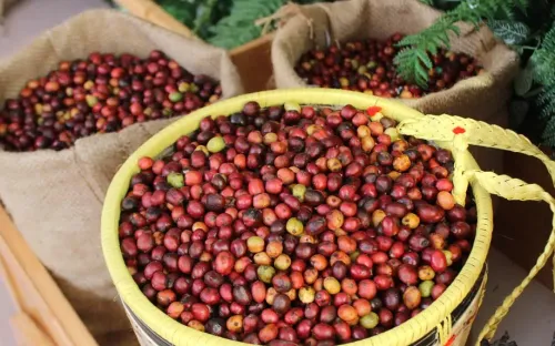 Giá cà phê xuất khẩu lao dốc, ngành cà phê đối mặt nguy cơ hụt tăng trưởng