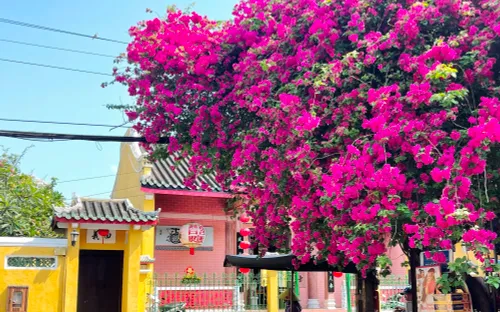 Du khách “phát sốt” mùa hoa giấy Hội An
