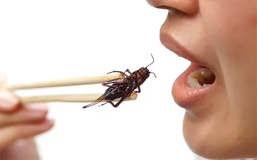 Cảnh báo nguy cơ ngộ độc từ các món ăn chế biến từ côn trùng