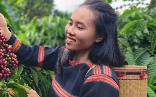 Bản tin nông sản hôm nay (12-5): Giá cà phê giảm nhẹ