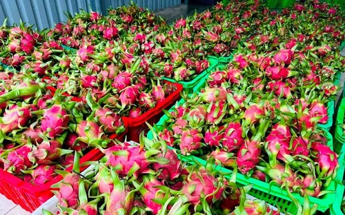 Giữ “tấm vé” vào thị trường EU cho thanh long Việt