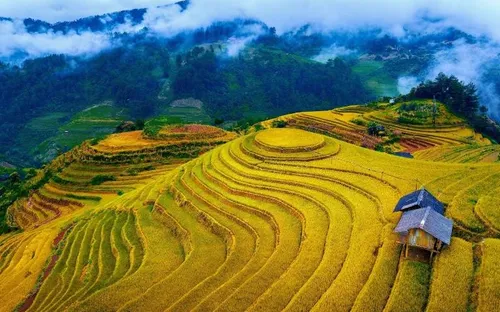 Mùa lúa chín trên rẻo cao: Vẻ đẹp ngoạn mục của ruộng bậc thang Mù Cang Chải
