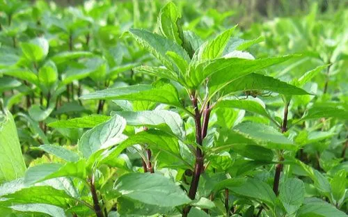 Húng quế chứa nhiều chất chống oxy hóa, hỗ trợ tim mạch và giảm căng thẳng