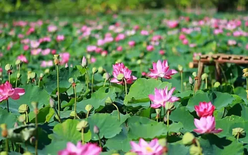 Khám phá "thủ phủ" Sen Đồng Tháp Mười trong mùa hoa nở rộ