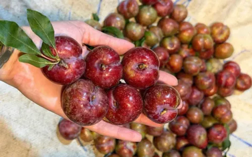 Ăn mận hậu có gây nóng trong, nổi mụn?