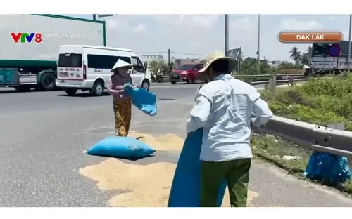 Vẫn phổ biến tình trạng phơi lúa trên đường