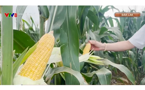 Liên kết trồng ngô sinh khối tạo sinh kế cho người dân miền núi