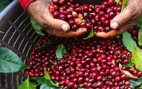 Bản tin nông sản hôm nay (15-5): Giá cà phê tăng mạnh