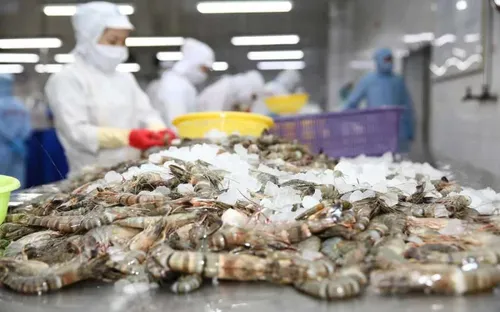 Mỹ công bố mức thuế sơ bộ đối với tôm Việt Nam, cao nhất hơn 10%