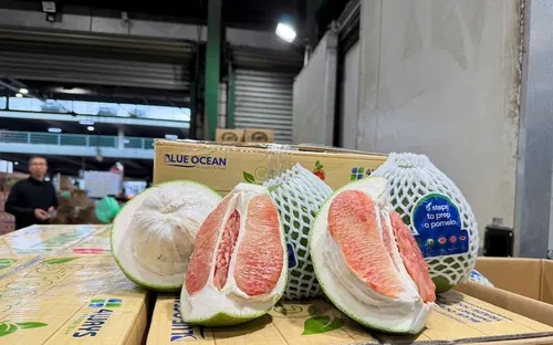 Bưởi, chanh Việt Nam được xuất khẩu chính ngạch sang Trung Quốc