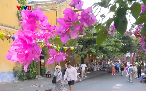 Cuốn hút mùa hoa giấy Hội An