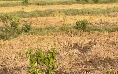 Hàng chục héc-ta ruộng vụ Hè Thu bị bỏ hoang vì thiếu nước