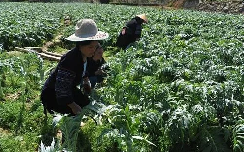 Người Mông, Dao ở Sa Pa thu hàng chục tỉ đồng mỗi năm từ cây actiso