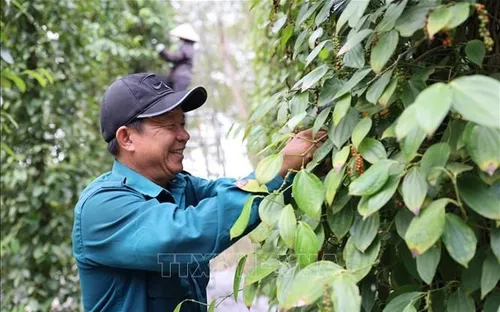 Bản tin nông sản hôm nay (17-5): Giá hồ tiêu tiếp tục đi ngang