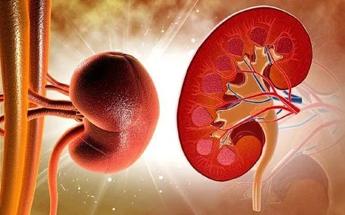 Mỡ máu cao tàn phá thận thế nào?