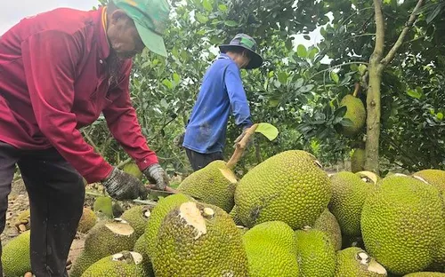 Số hóa dữ liệu để ‘giải nghẽn’ cho trái cây xuất khẩu