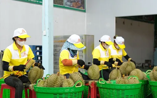 Xuất khẩu sầu riêng tăng khủng hơn 200%