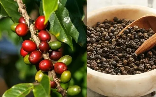 Bản tin nông sản hôm nay (18-5): Giá cà phê, hồ tiêu đồng loạt tăng