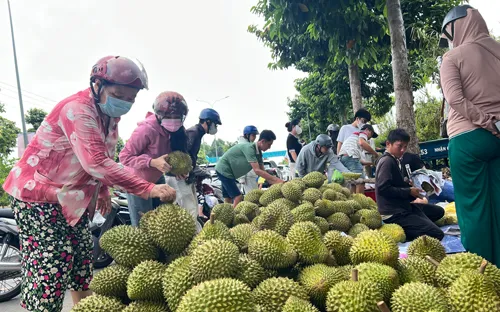Sầu riêng lấy lại đà tăng giá