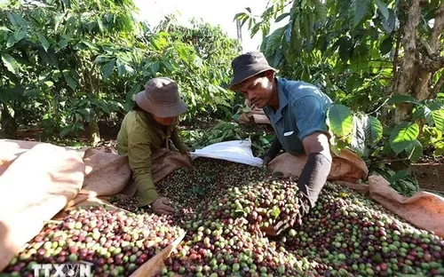 Bản tin nông sản hôm nay (20-5): Giá cà phê trong nước giảm sâu