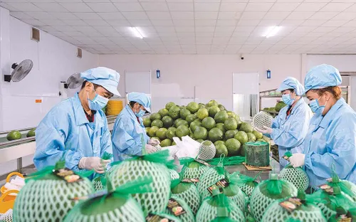 Doanh nghiệp chờ hệ thống vận hành thống nhất